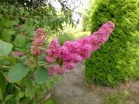 spiraea salicifolia 2.jpg